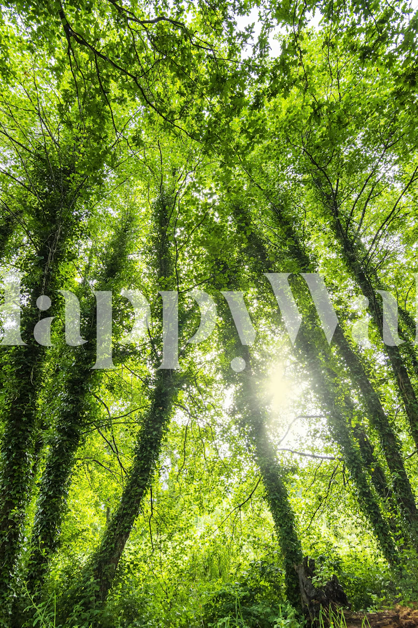 Carta da parati foresta in una stanza luminosa