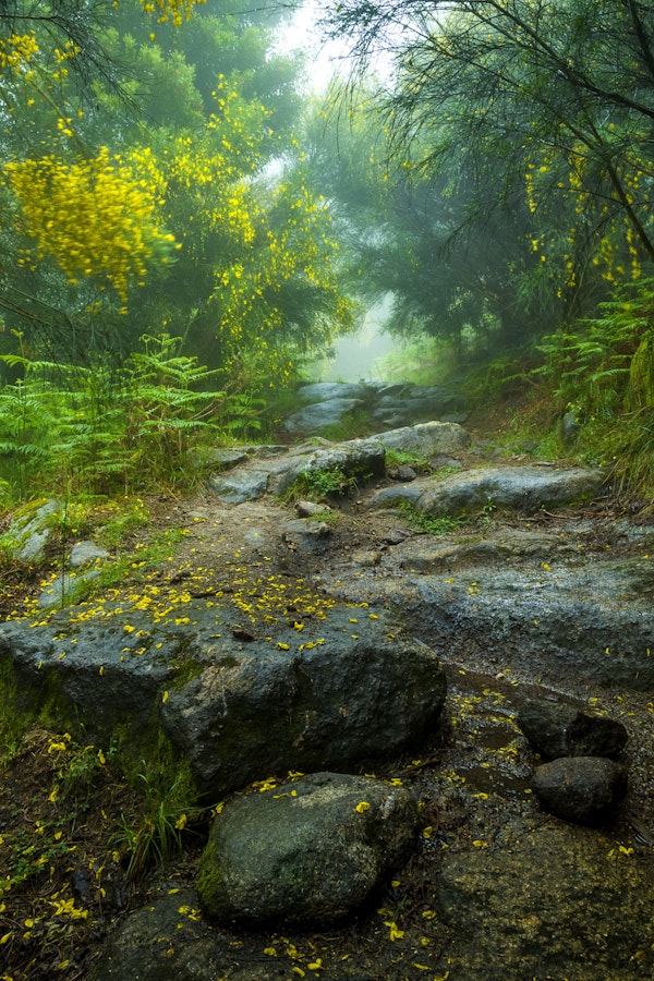 Misty Woodland Trail