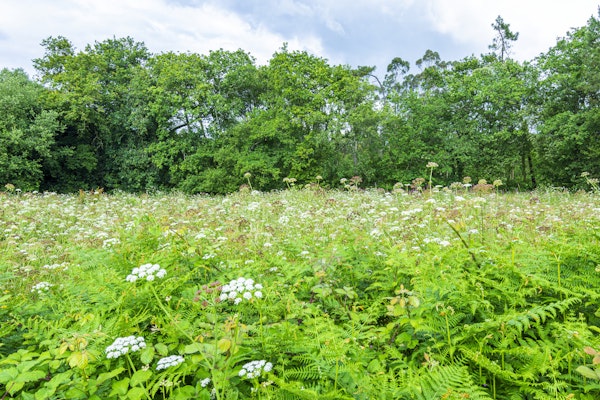 Wildflower forest