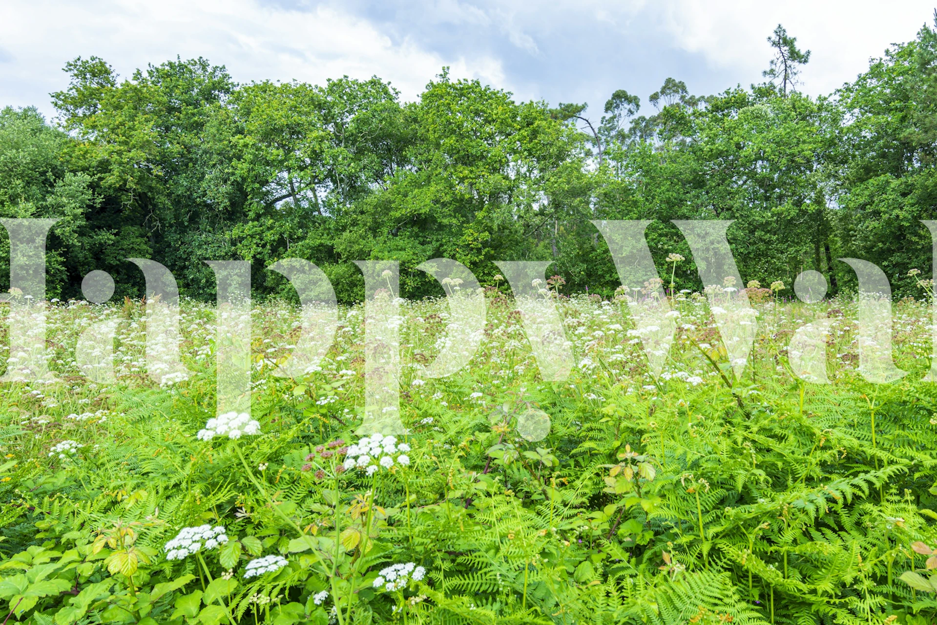 Wildflower forest wallpaper in a room