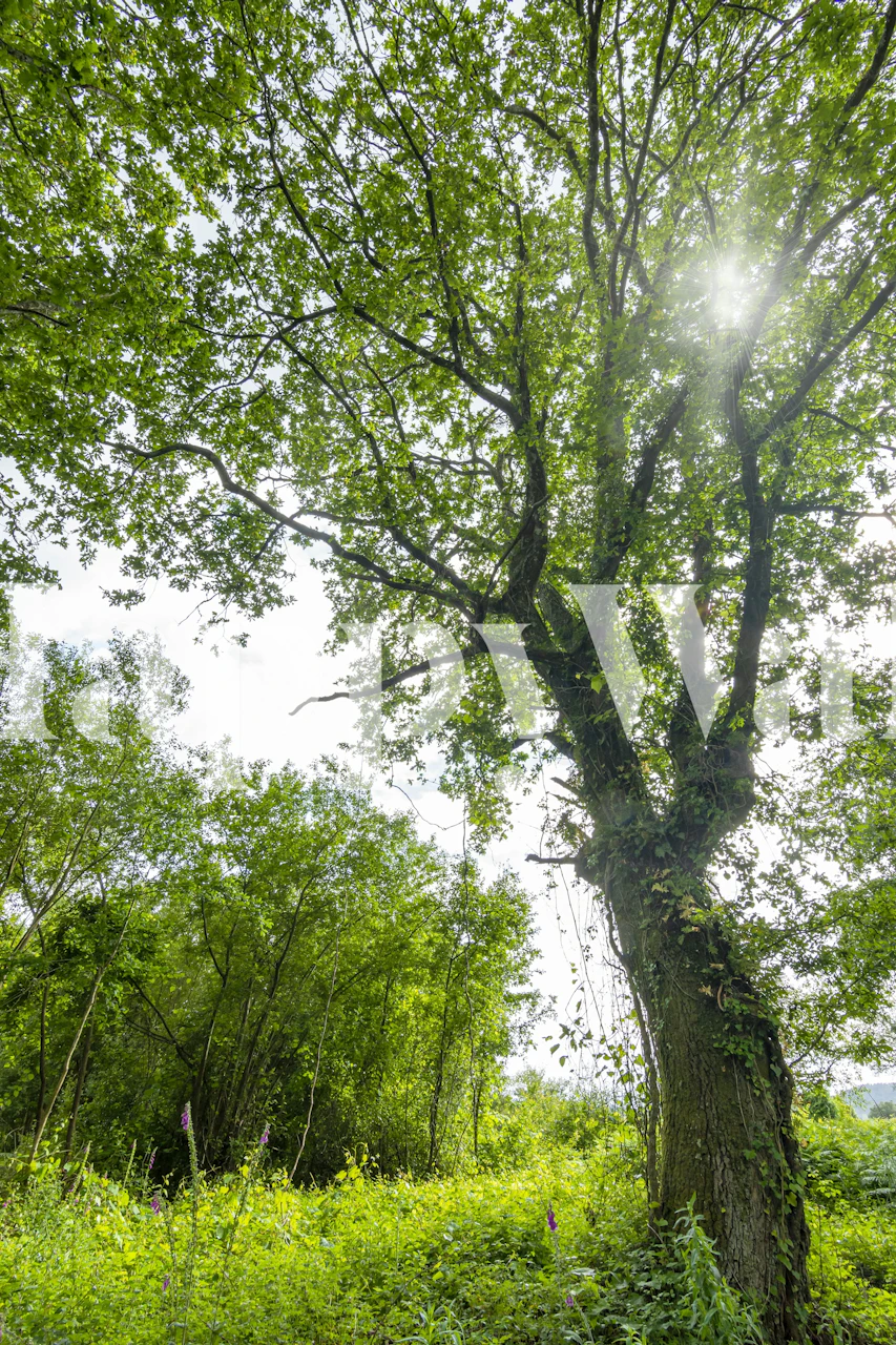 Luminous tree behang in een kamersetting