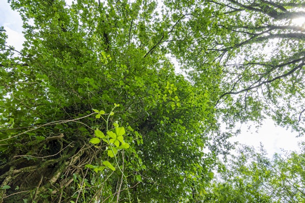 Tree with leaf garland