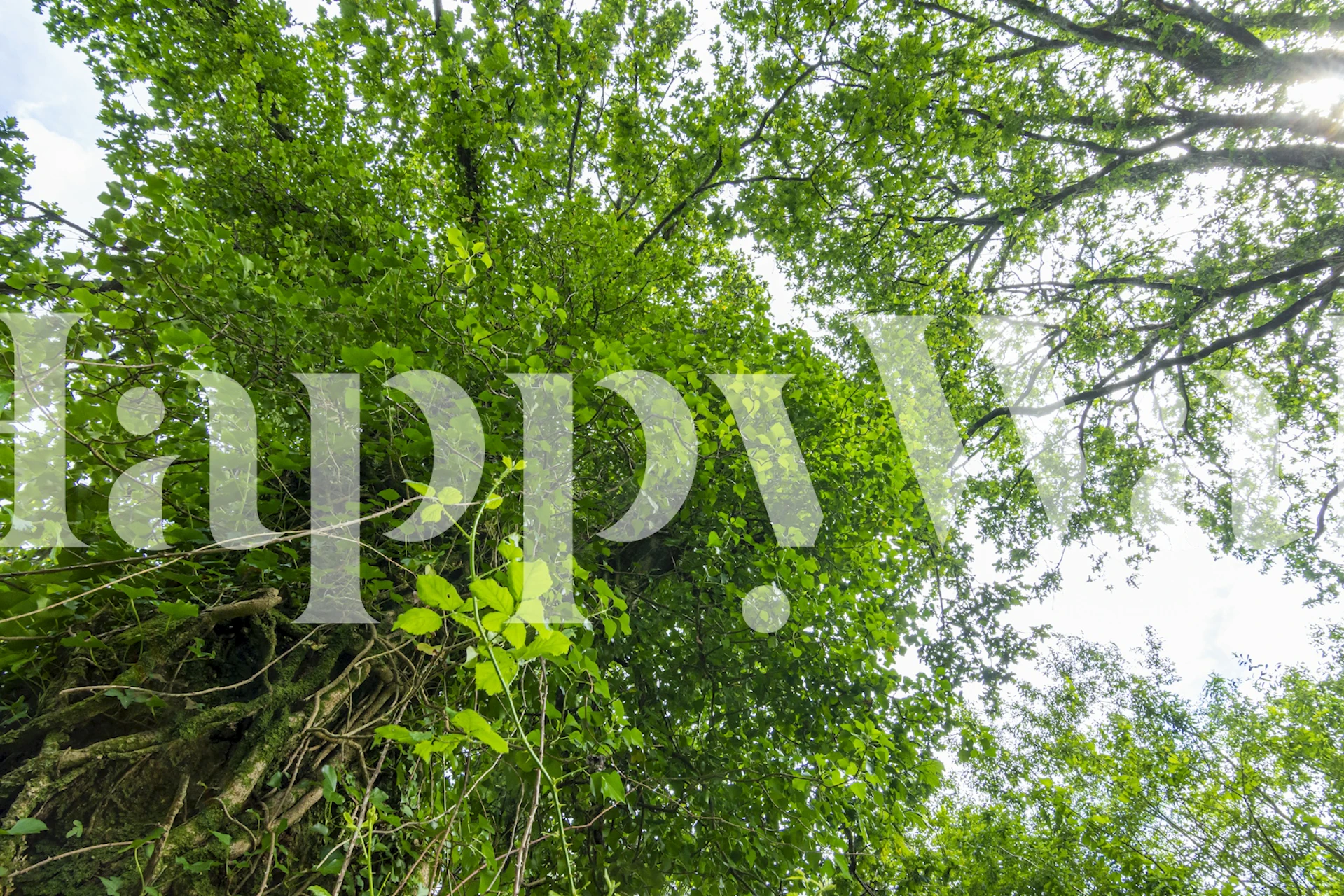 Tapeta Tree with leaf garland u sobi