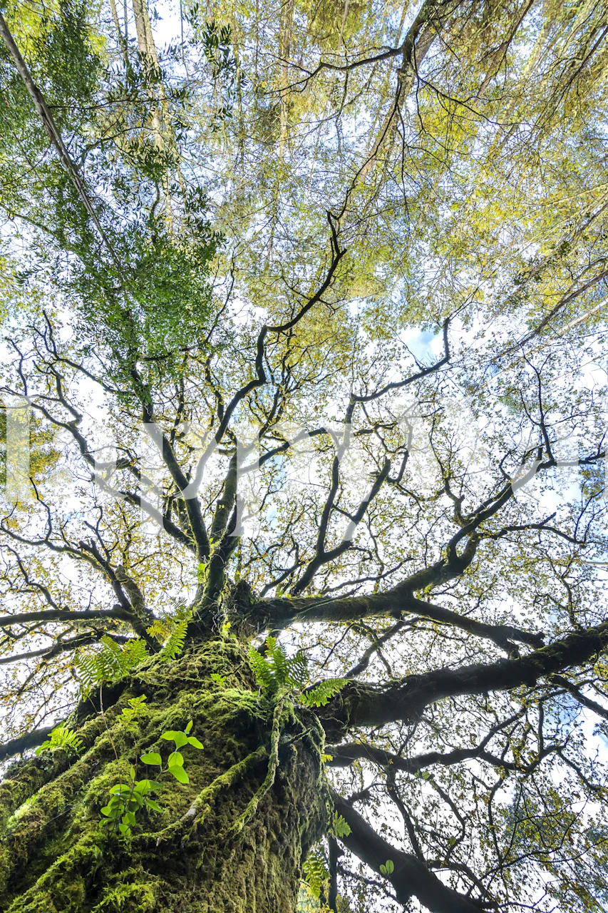Tree canopy viewed from below, green leaves, nature wallpaper