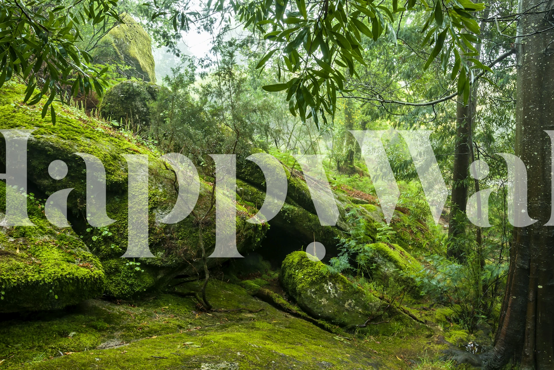 Giant moss stones behang in een kamer