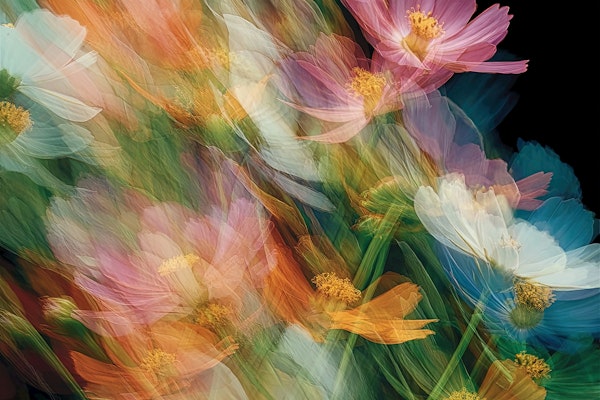 Dreamy Blossom Panorama 2
