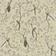 Tail Bird - Mocca