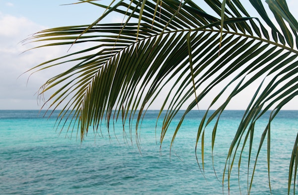 Caribbean Sunrise Ocean Palm 1