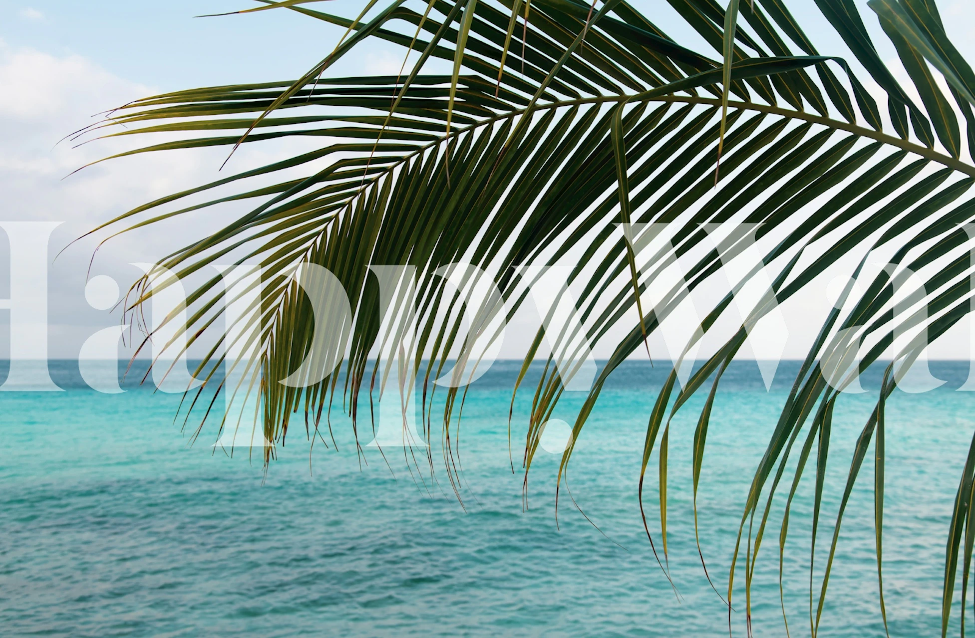 Caribbean Sunrise Ocean Palm wallpaper in a room