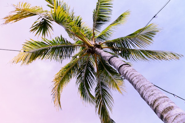 Under the Caribbean Palm Tree 1