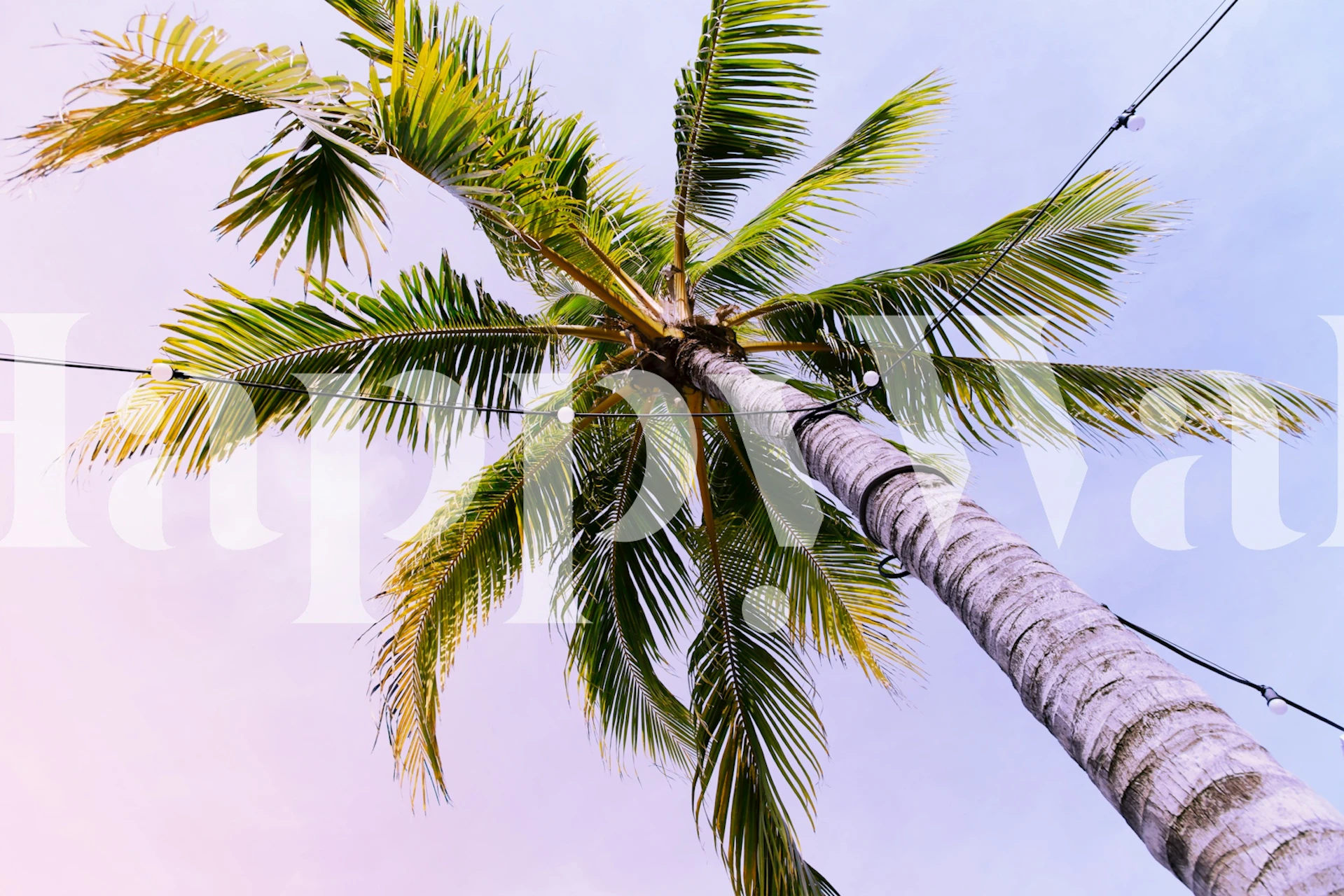Under the Caribbean Palm Tree wallpaper in a room