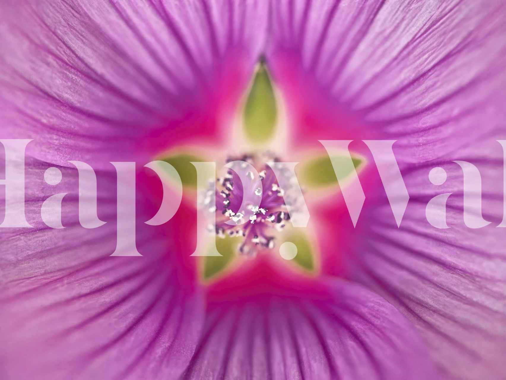 Close-up of purple Lavatera flower wallpaper