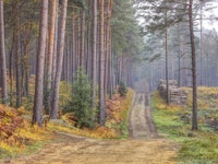 Serene Road Through Autumn Splendor papiers peint