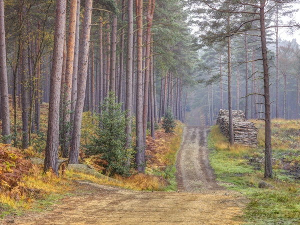 Serene Road Through Autumn Splendor