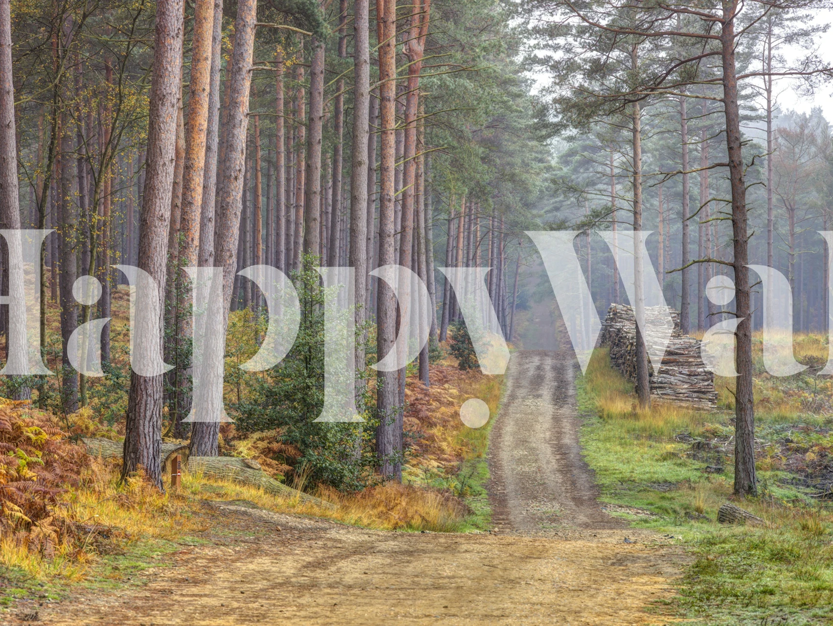 Serene autumn road wallpaper in a room