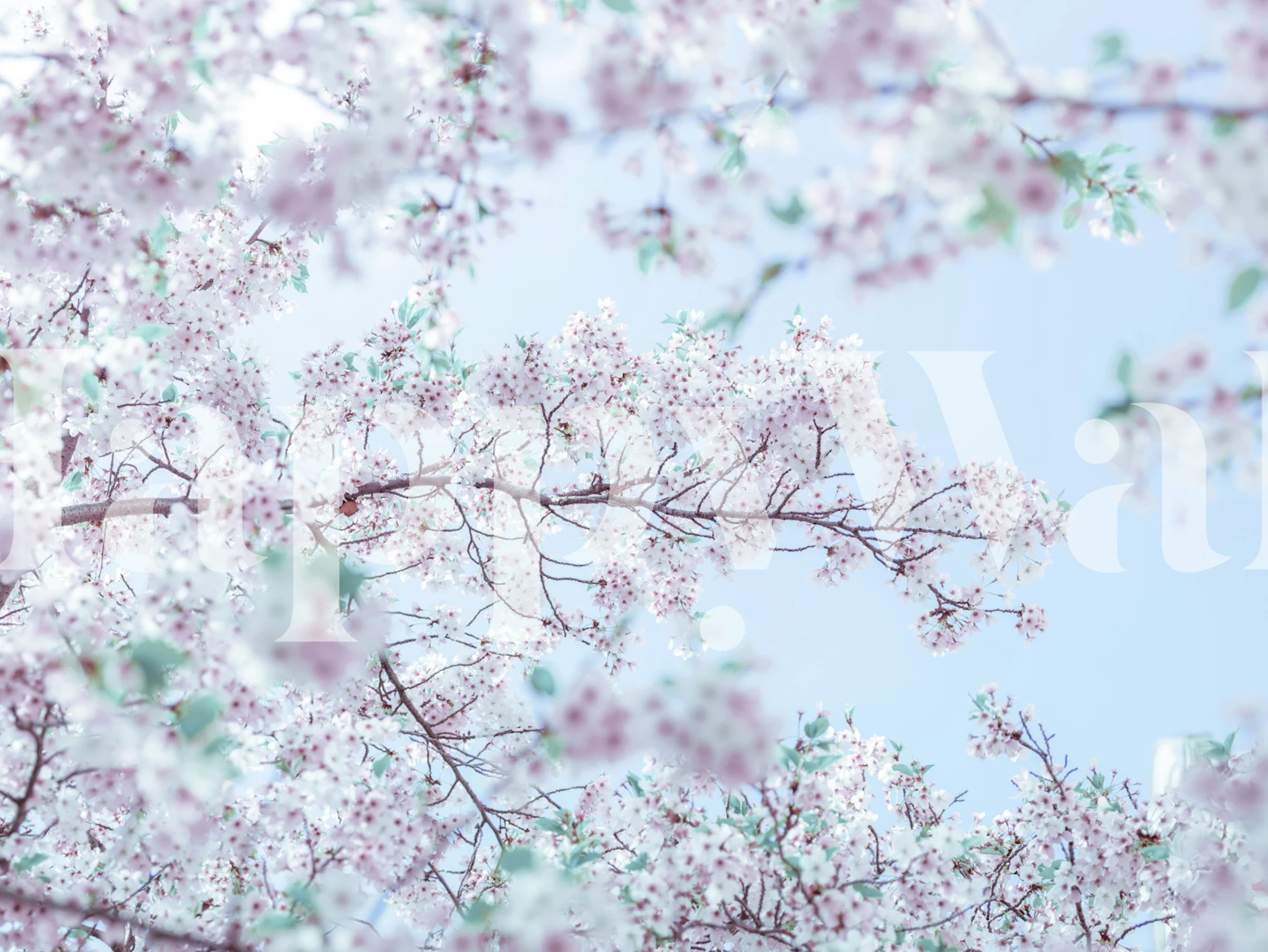 Cherry blossom branches with pink flowers and green leaves wallpaper