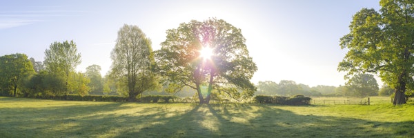 Sunlit Serenity in Nature