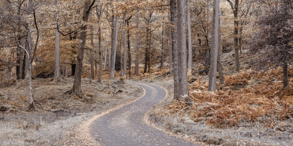 Golden Woodland Trail