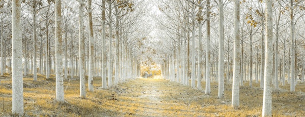 Row of Trees in Fall