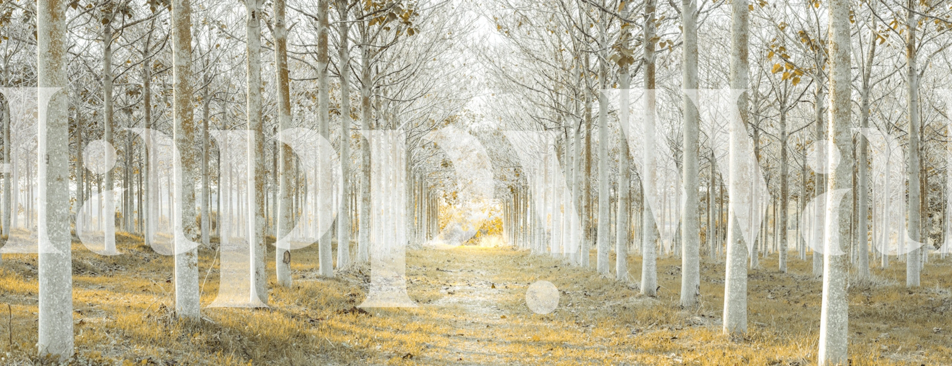 Row of Trees in Fall wallpaper design