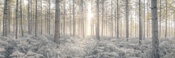 Sunrays Through Forest Trees