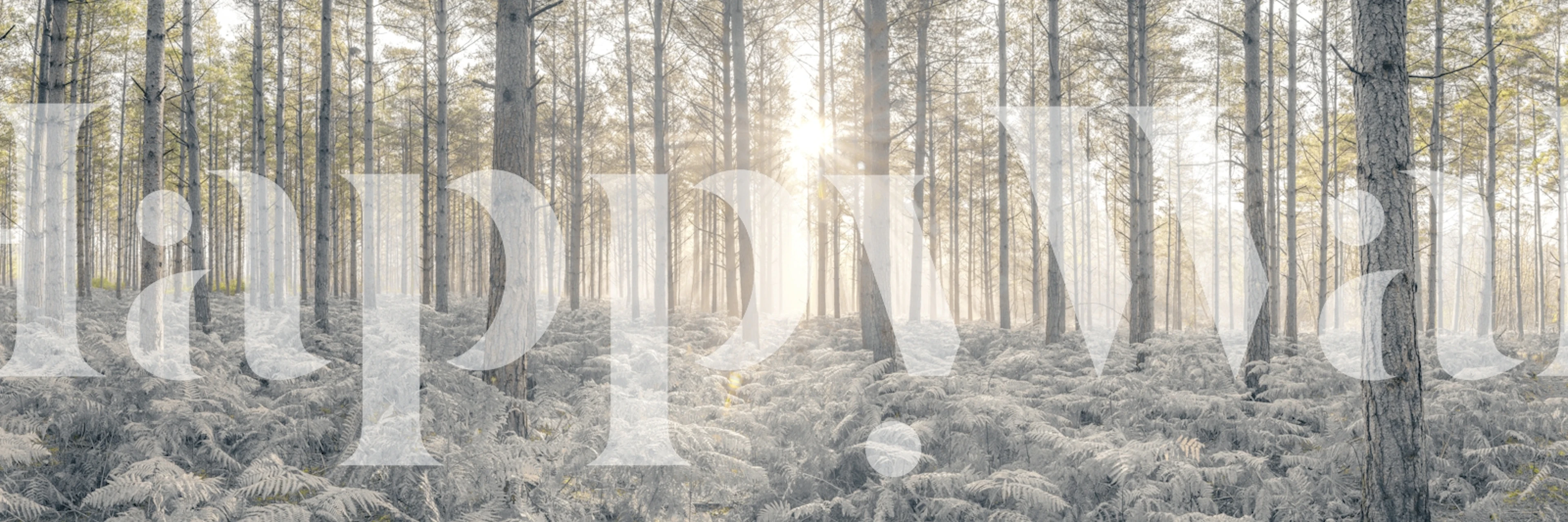 Ταπετσαρία Sunrays Through Forest Trees