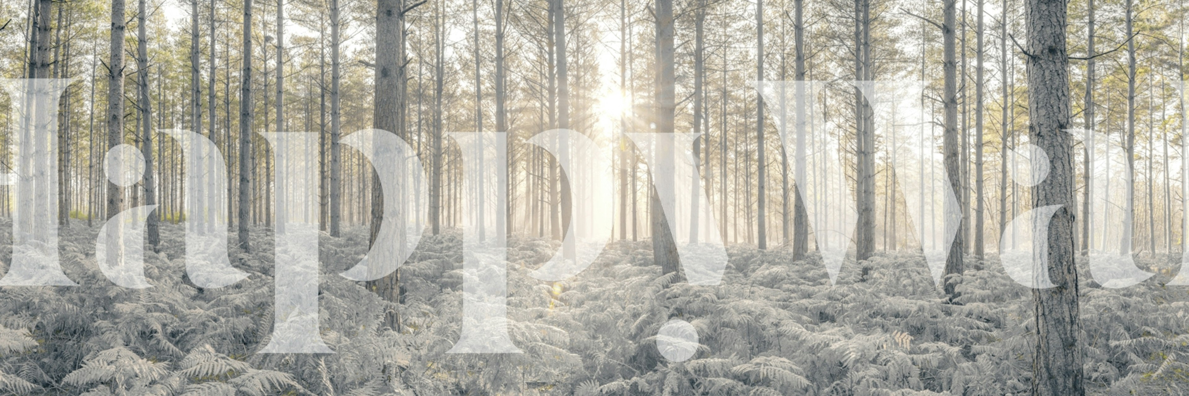 Sunrays shining through tall forest trees with lush ferns wallpaper