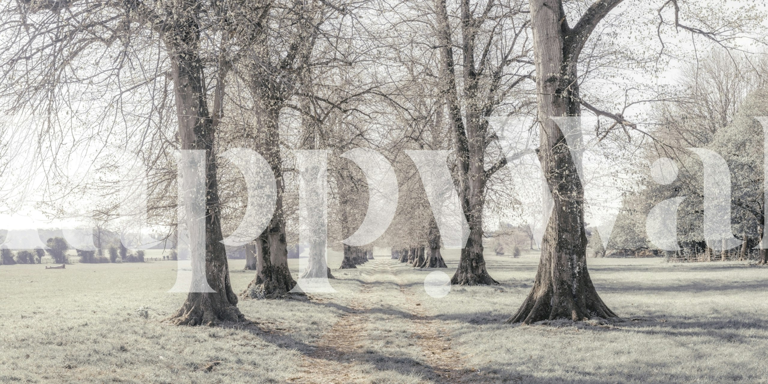 Idyllic Tree Avenue Tapete in einem Raum