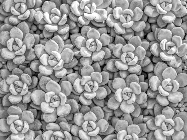 Grayscale Succulent Array