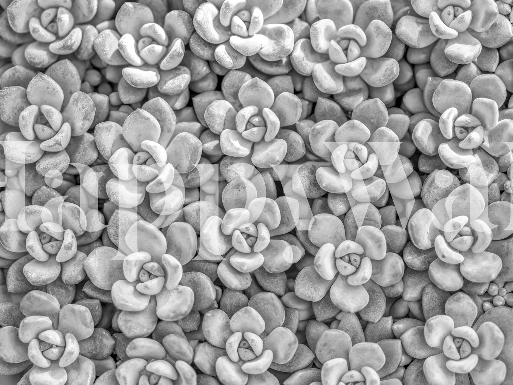 Succulent flower pattern in shades of gray wallpaper