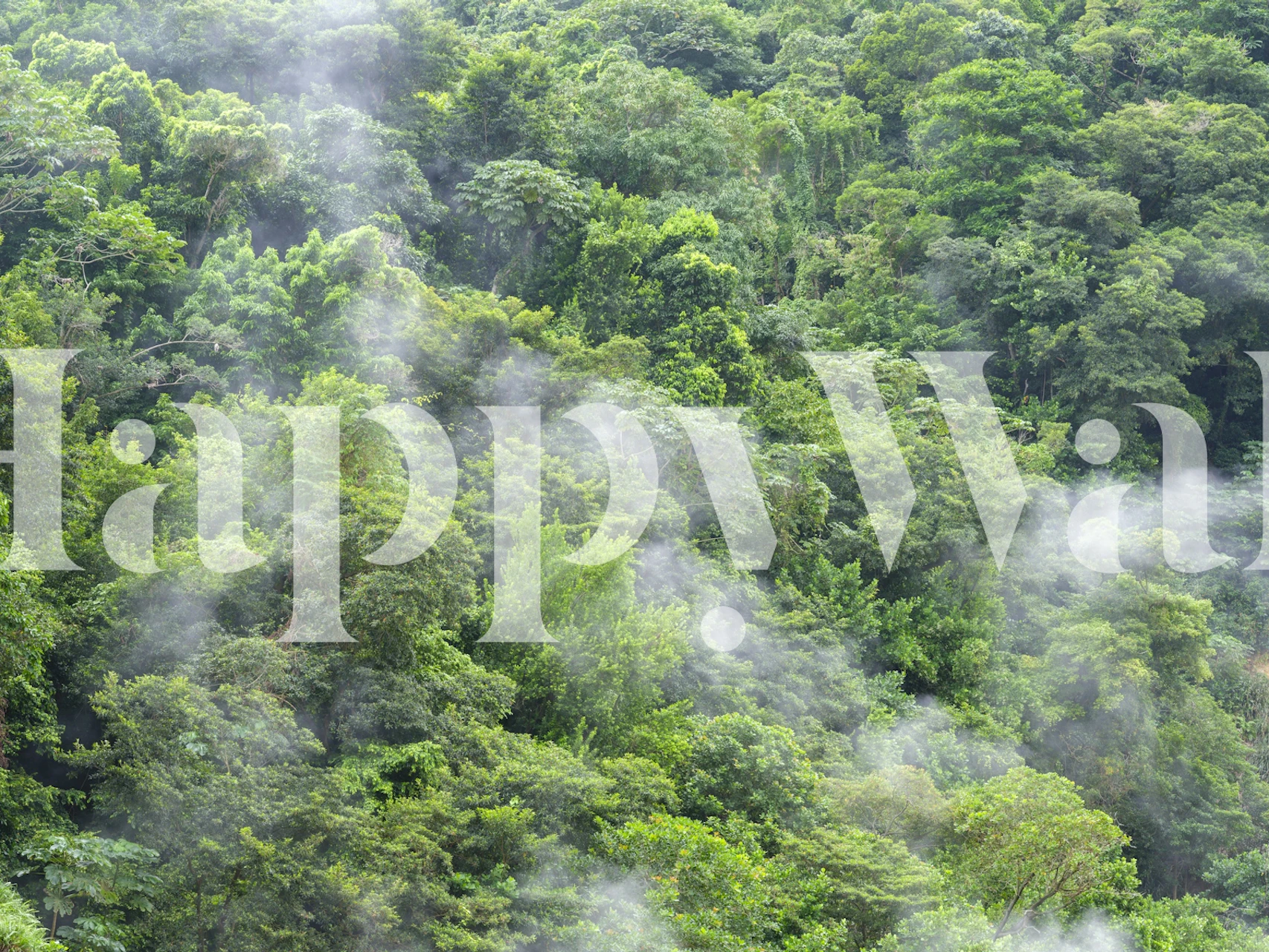 Dense Forest Serenity wallpaper in a room