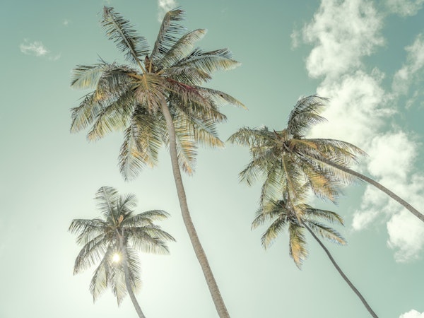 Sunny Sky Palms