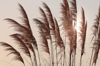 Sundown Pampas Grass Beige tapet