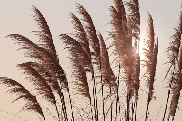 Sundown Pampas Grass Beige