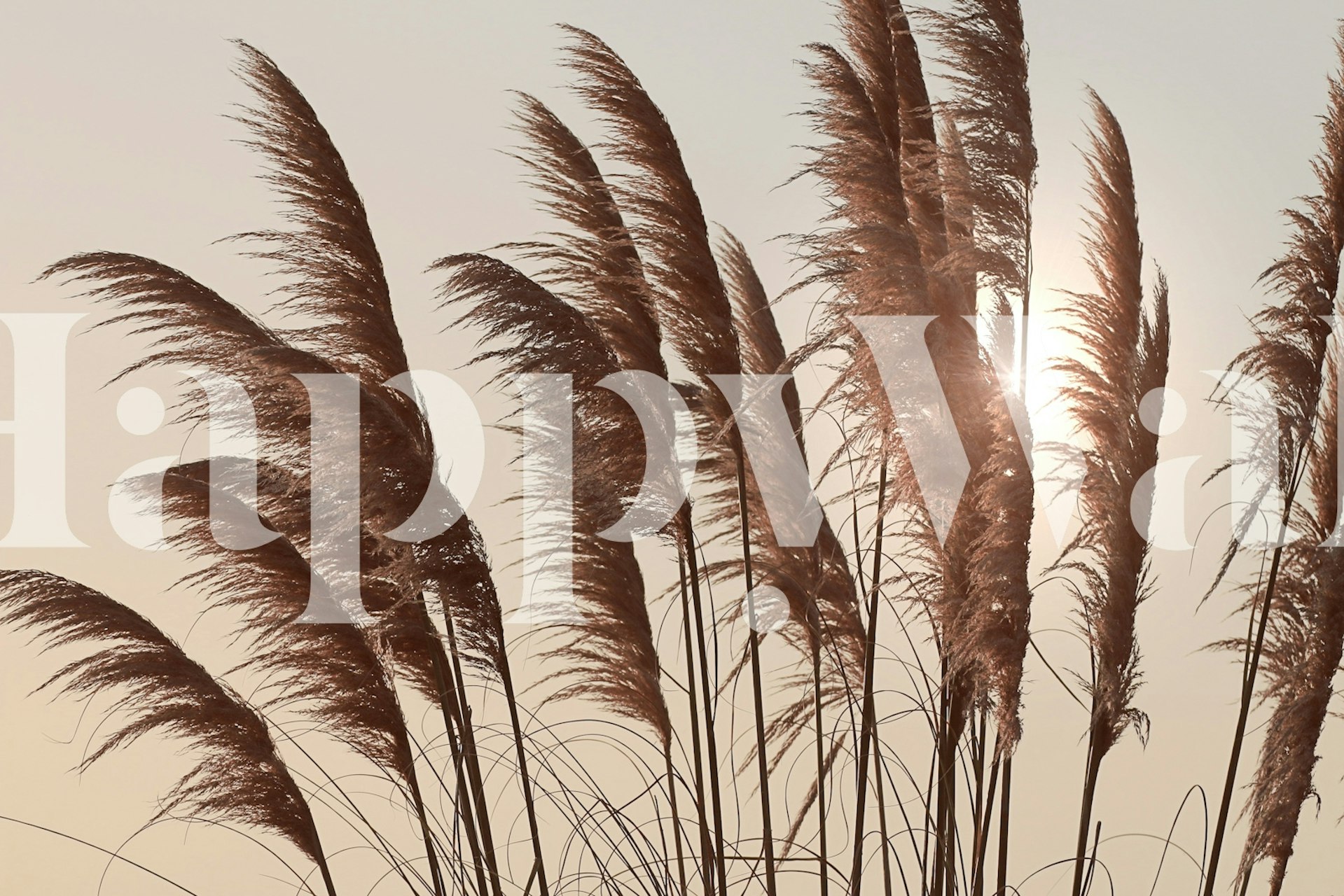 Beige pampas grass against a soft sunset background wallpaper