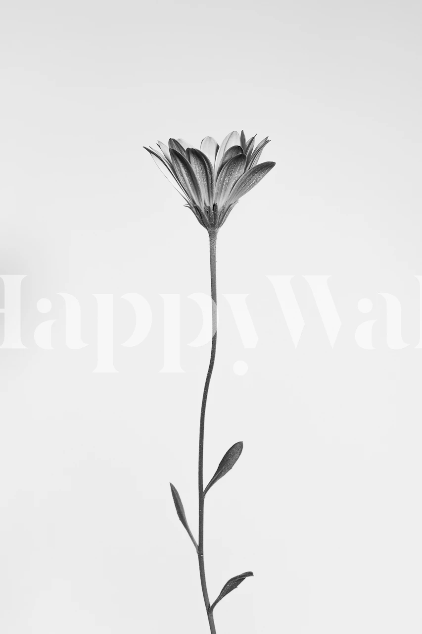 Minimalist daisy wall mural in monochrome