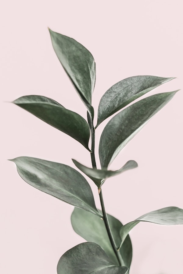 Serene Green Leaf Art