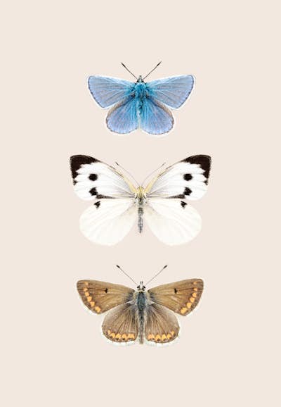 Τοιχογραφία