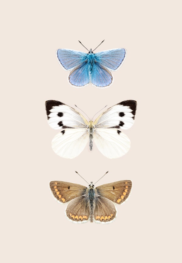 English Butterflies