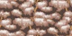 Foliage trees in brown