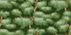 Foliage trees in green