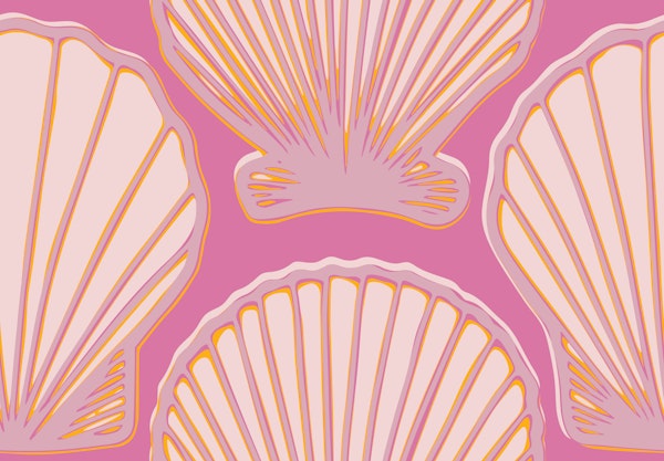 Scallop shells in pink and orange