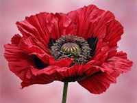 Red Poppy Radiance papiers peint