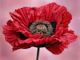 Red Poppy Radiance