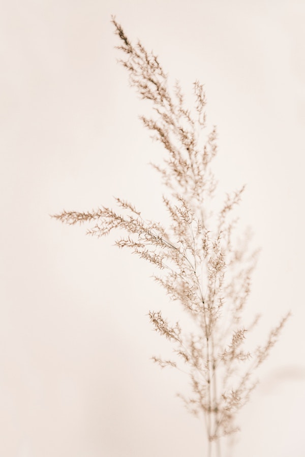 Soft Grass Beige Japandi