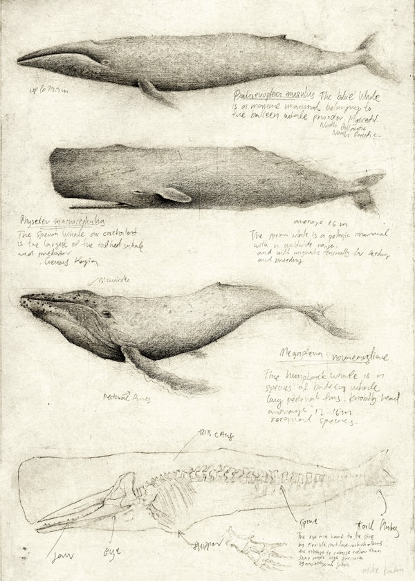 Whales I