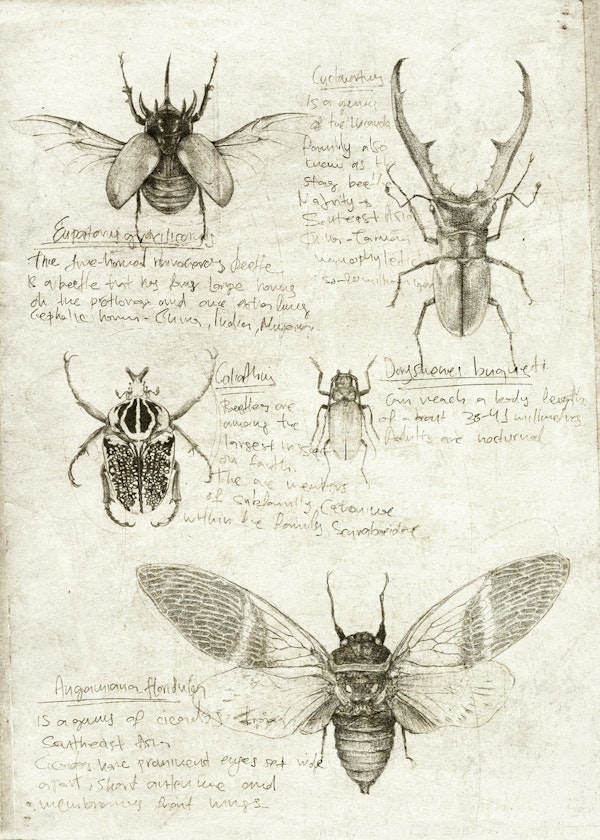 Insects