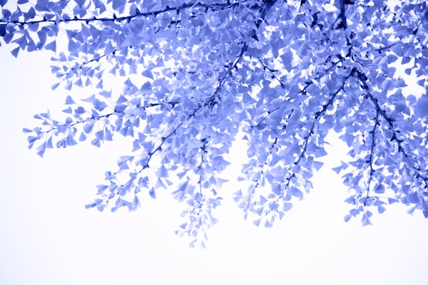 Ginkgo Leaves Dream 7