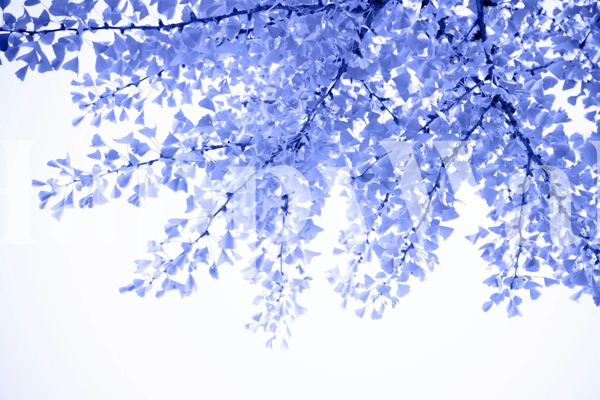 Ginkgo Leaves Dream 7 wallpaper in a room