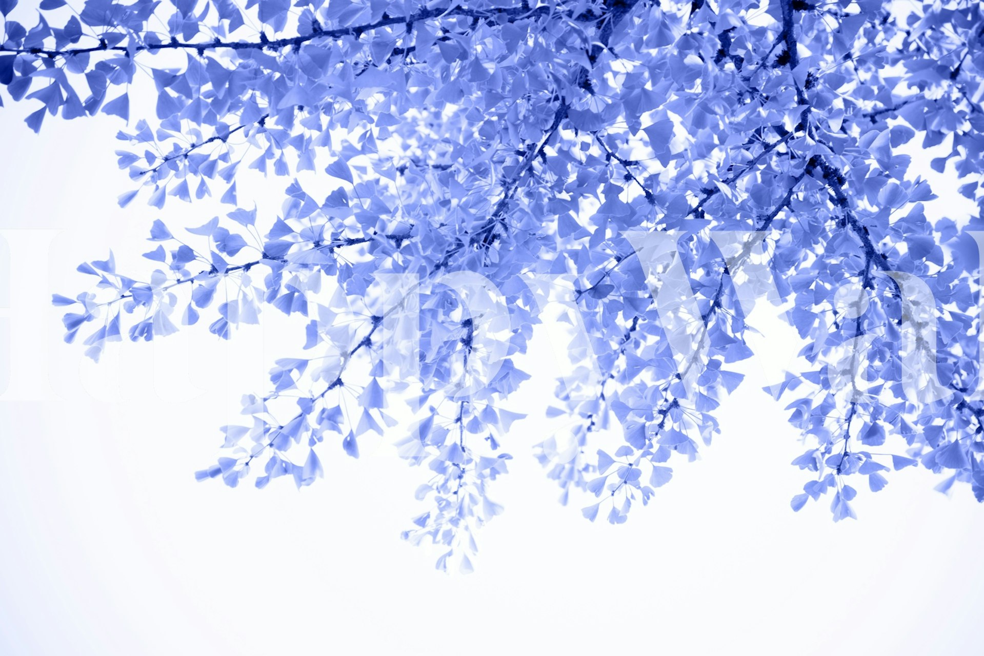 Ginkgo Leaves Dream 7 wallpaper in a room